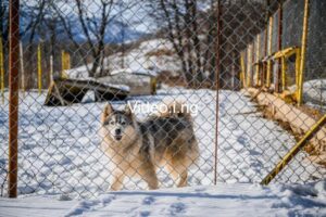 Novak Djokovic: The Wolf in Winter (2026) MOVIE