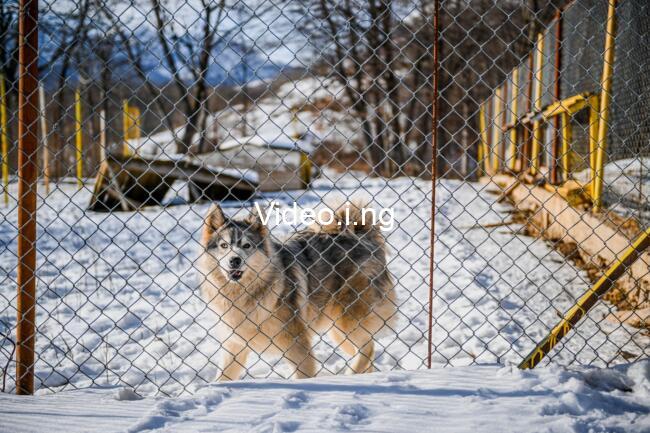 Novak Djokovic: The Wolf in Winter (2026) MOVIE